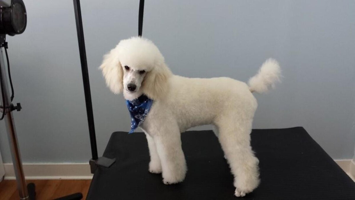 Images Pooches N' Pals Inc