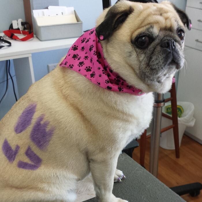 Images Pooches N' Pals Inc