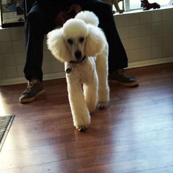 Images Pooches N' Pals Inc