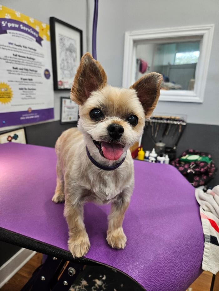 Images Pooches N' Pals Inc