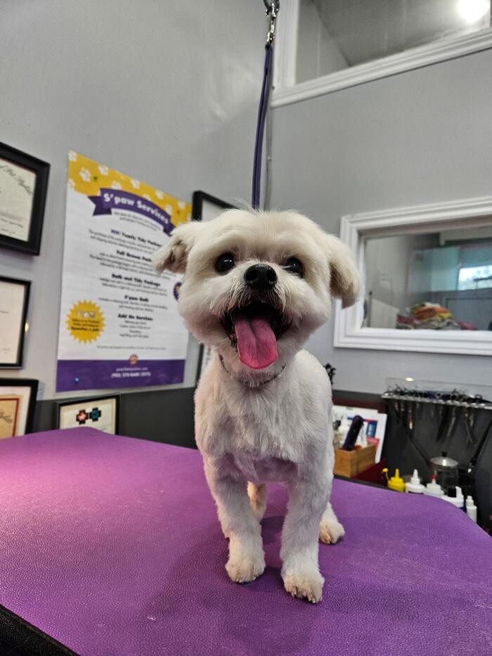 Images Pooches N' Pals Inc