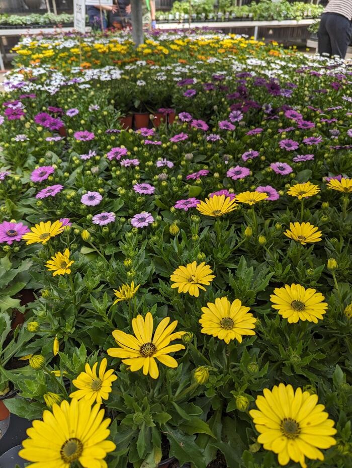 Images AUR Landscaping Inc.