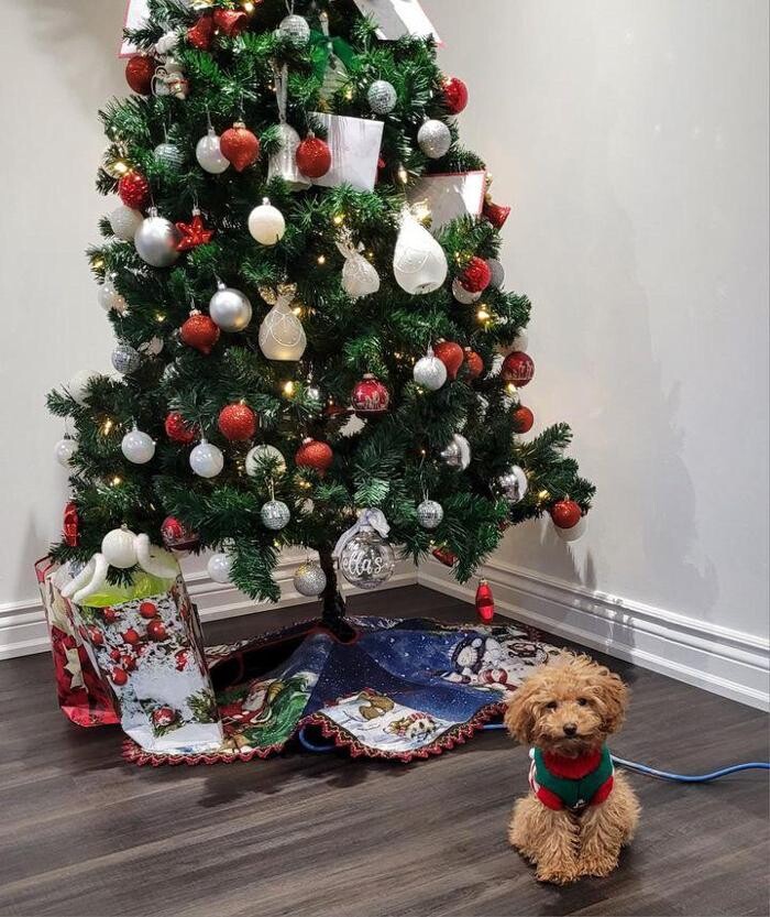 Images Puppocino Kennel