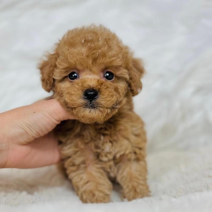 Images Puppocino Kennel