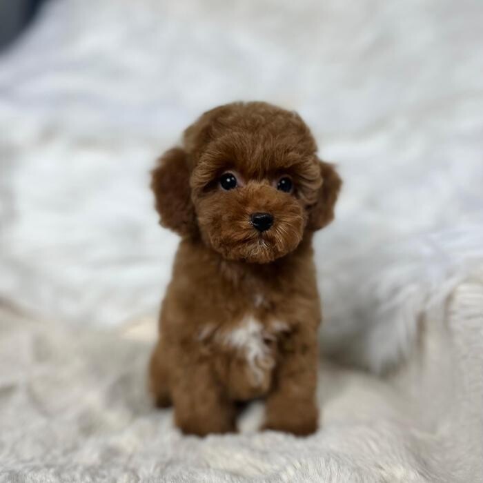 Images Puppocino Kennel