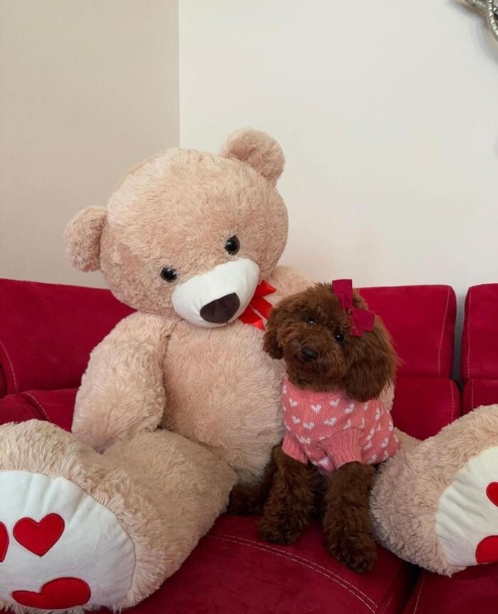 Images Puppocino Kennel