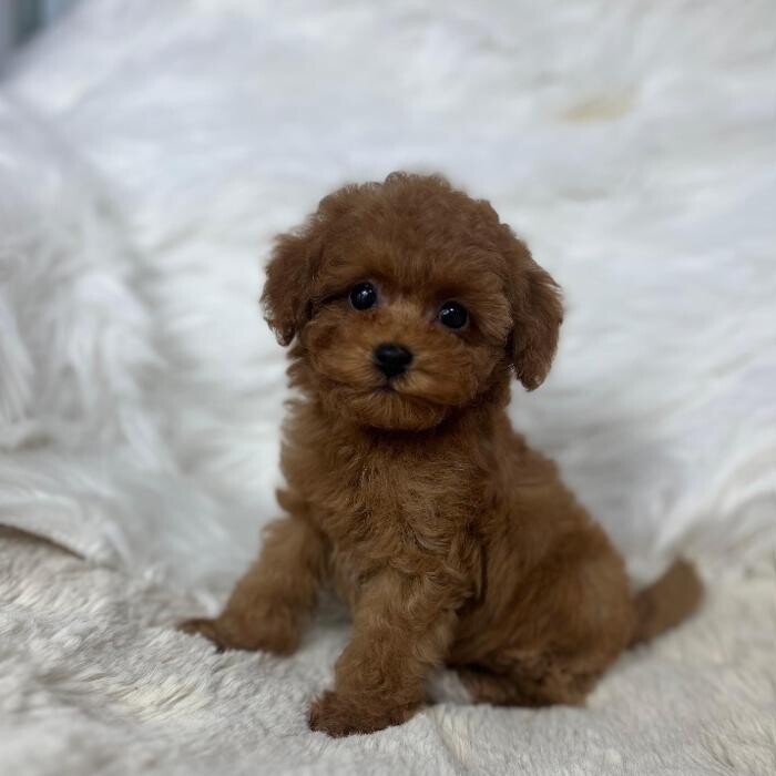 Images Puppocino Kennel