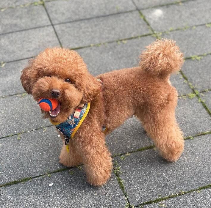 Images Puppocino Kennel