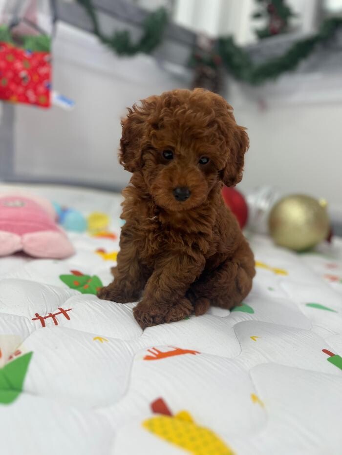 Images Puppocino Kennel