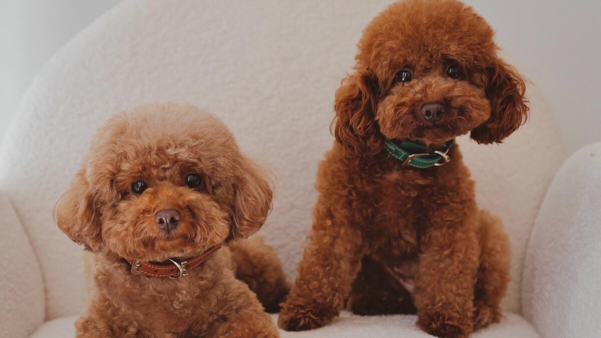 Images Puppocino Kennel