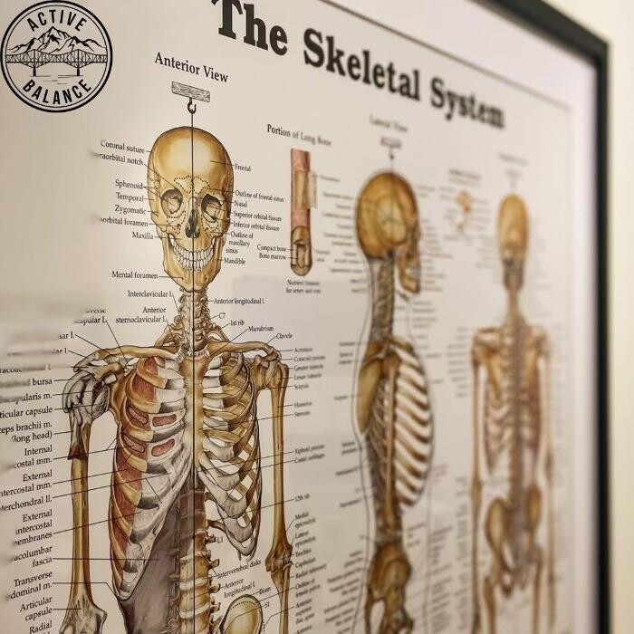 Images Active Balance Chiropractic & Health Centre