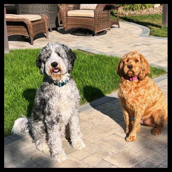 Images Trooper Scoopers