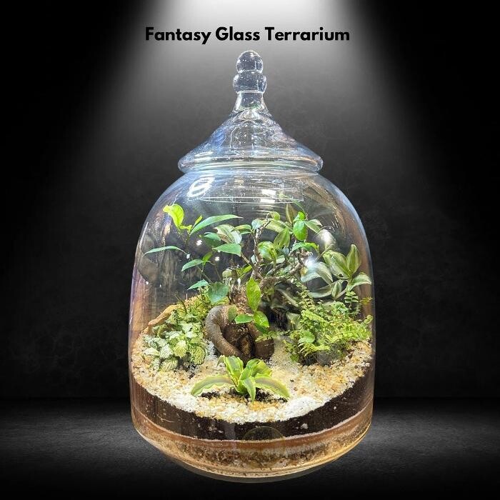 Images Fantasy Glass Terrarium