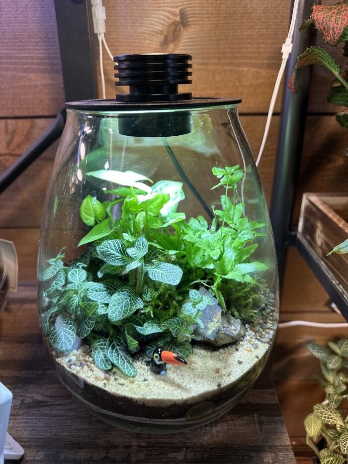 Images Fantasy Glass Terrarium