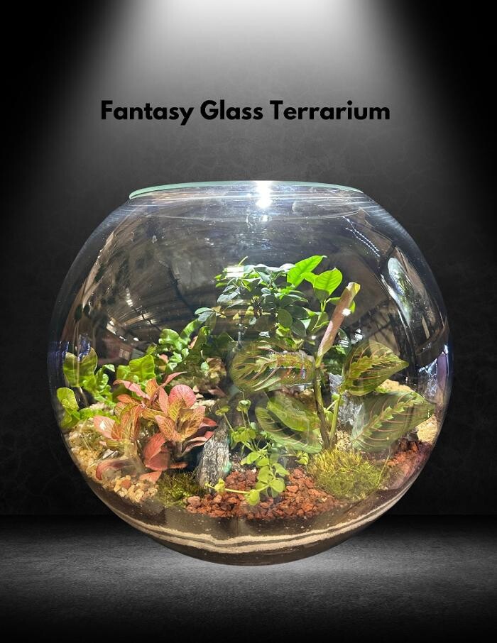 Images Fantasy Glass Terrarium