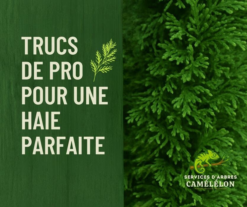 Images Services d'arbres Cameleon