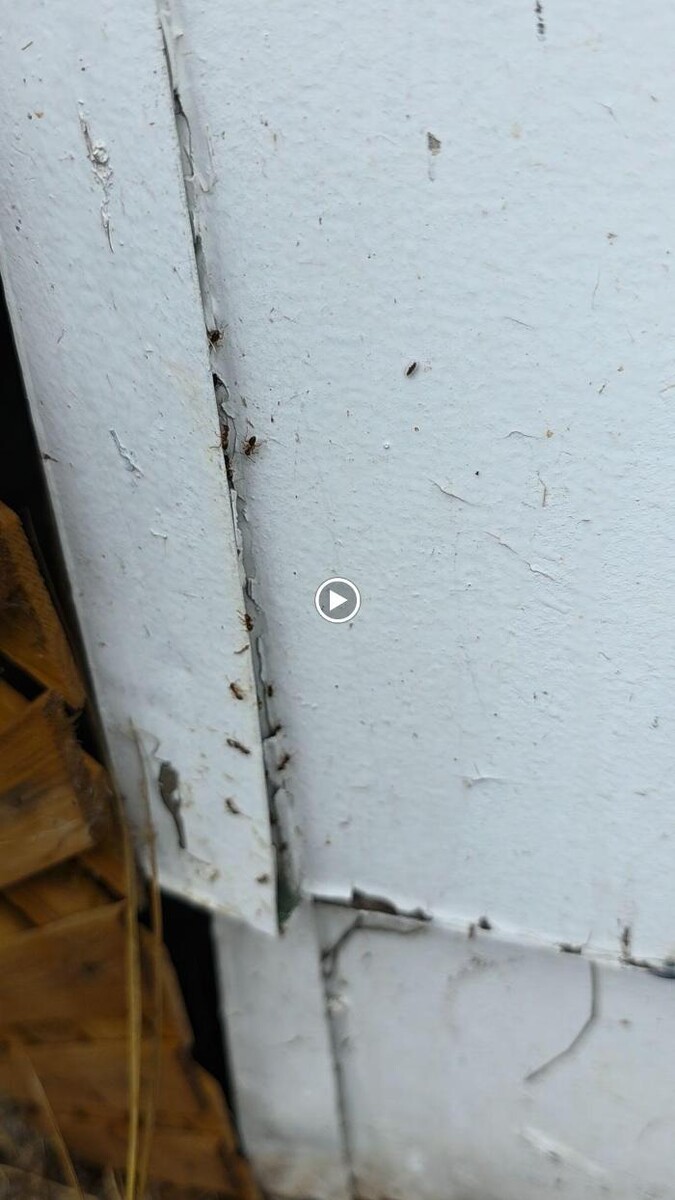 Images All About Pests