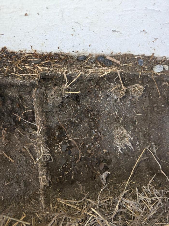 Images All About Pests