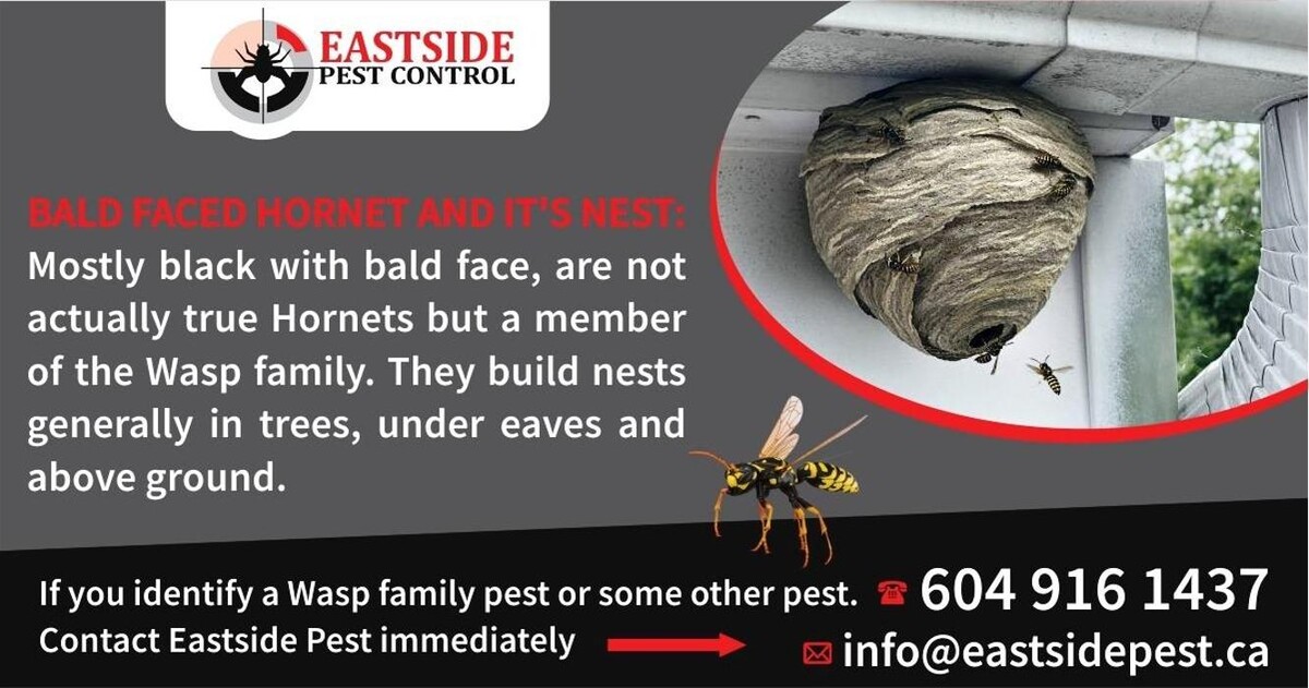 Images Eastside Pest Control Vancouver
