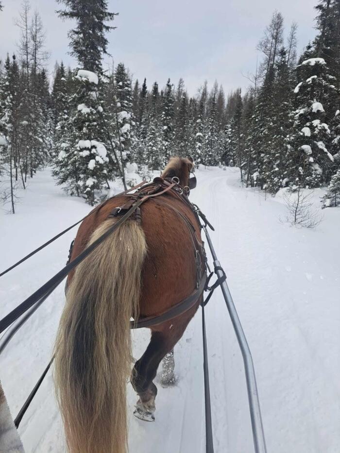 Images Attelage Lynda Deschênes