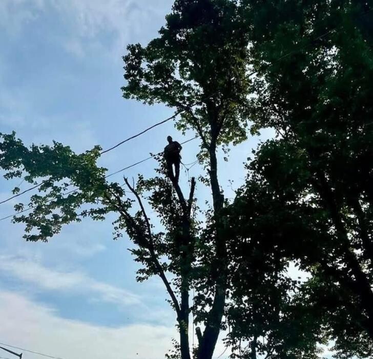 Images Environmental Tree Service