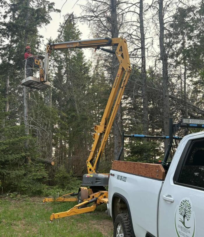 Images Environmental Tree Service