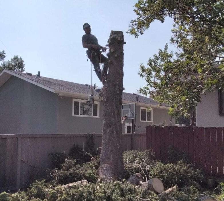 Images Environmental Tree Service