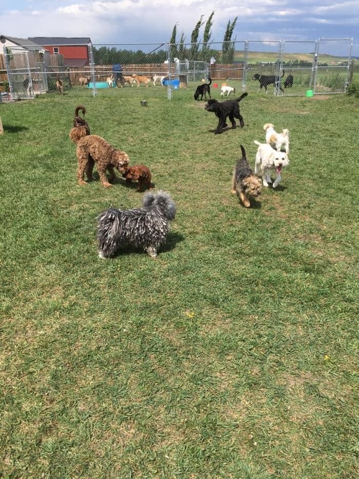 Images Escape to the Country Pet Retreat