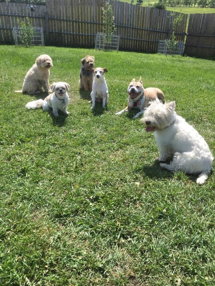 Images Escape to the Country Pet Retreat