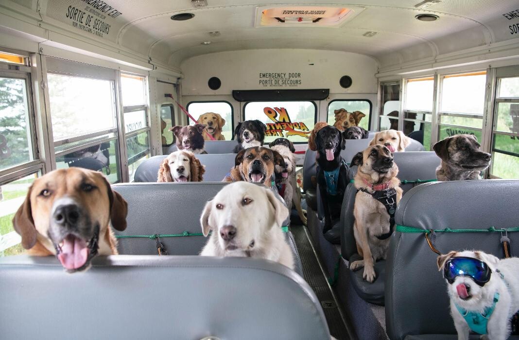 Images Escape to the Country Pet Retreat