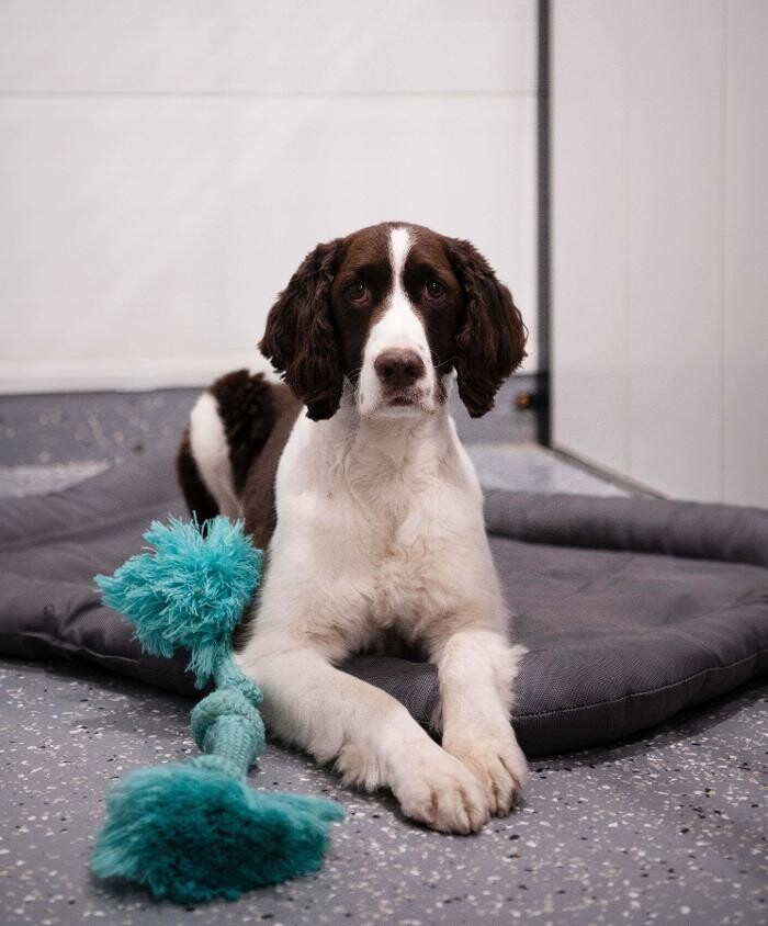 Images Escape to the Country Pet Retreat