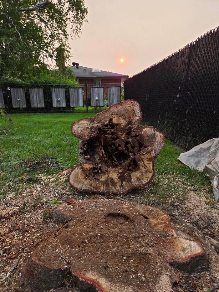 Images E D E N Paysagement Saisonnières