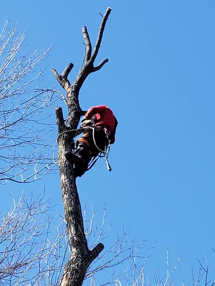 Images Élagage Unique - Granby