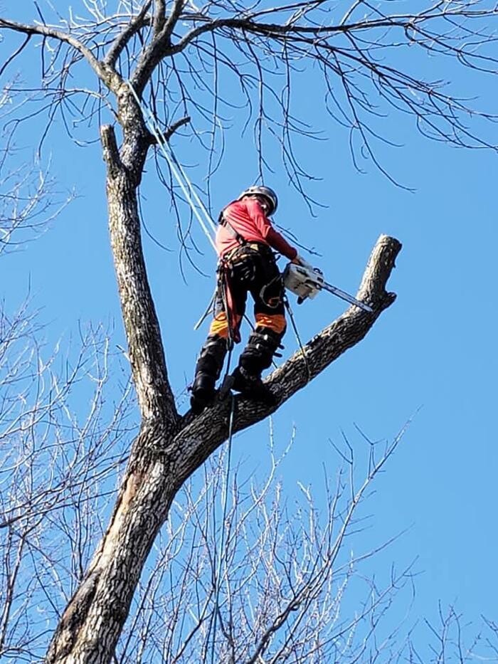 Images Élagage Unique - Granby