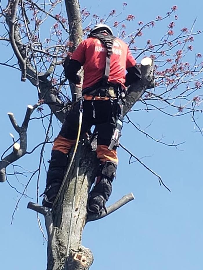 Images Élagage Unique - Granby