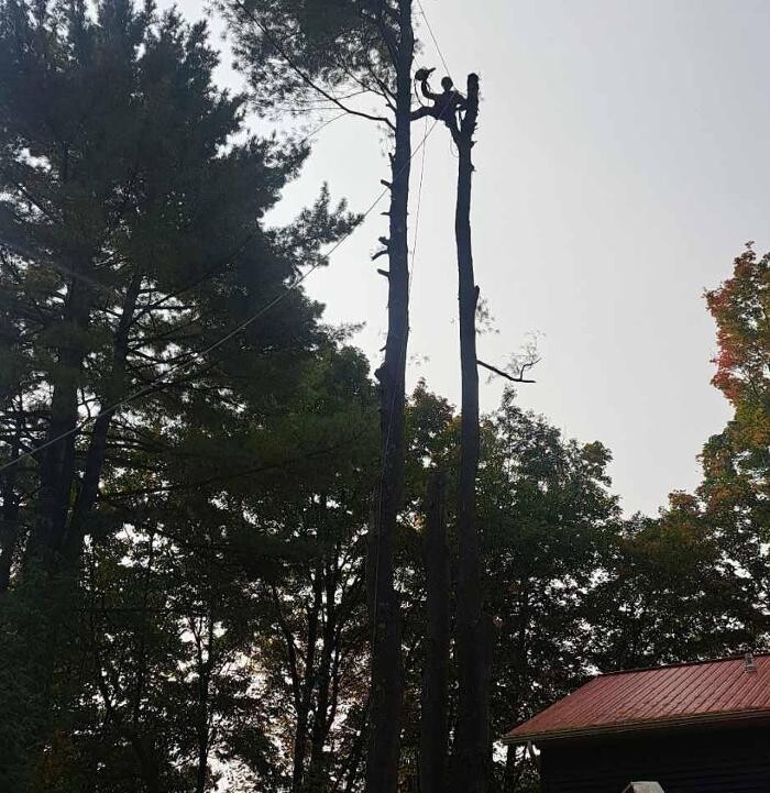 Images Élagage Unique - Granby