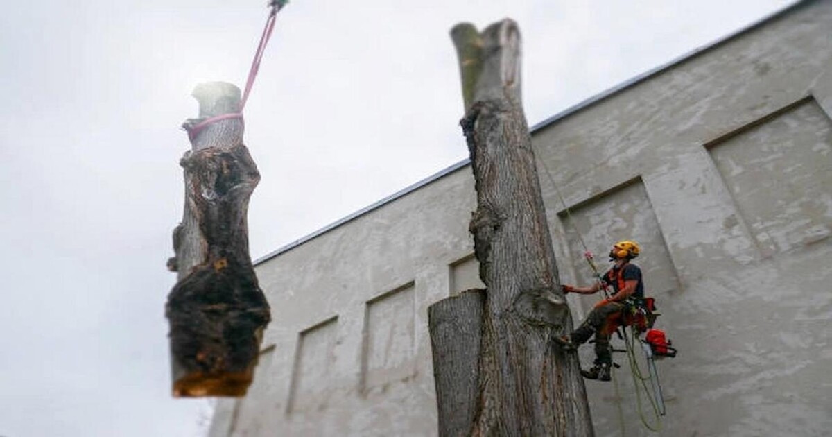 Images Élagage Unique - Granby