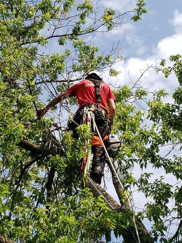 Images Élagage Unique - Granby