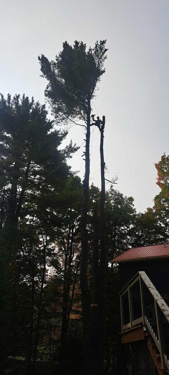 Images Élagage Unique - Granby