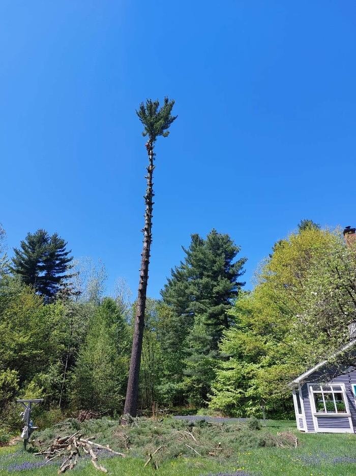 Images Élagage Unique - Granby