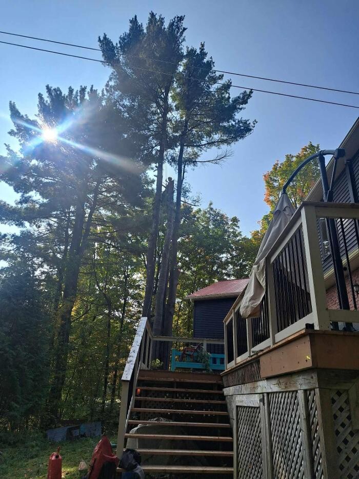 Images Élagage Unique - Granby