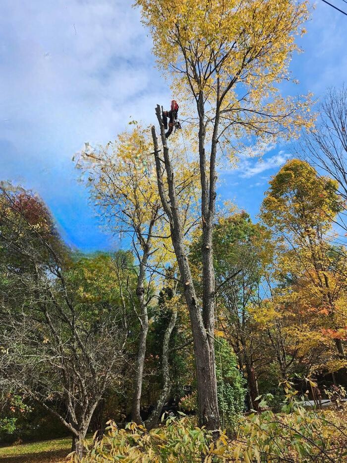 Images Élagage Unique - Granby