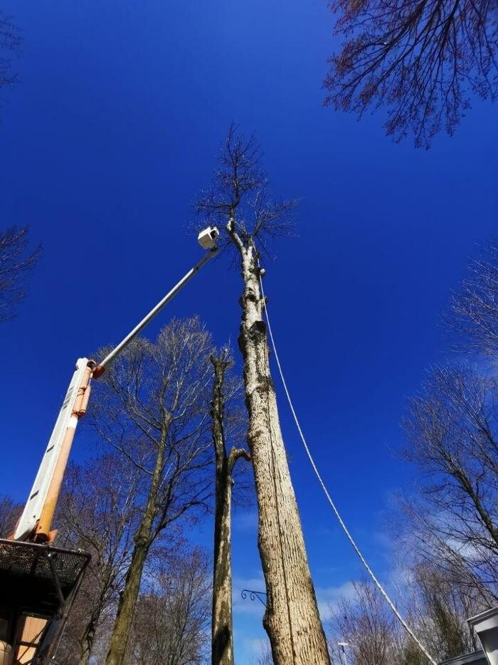 Images Élagage Unique - Granby