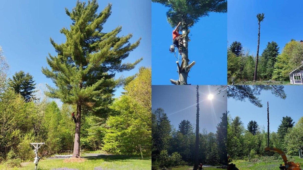 Images Élagage Unique - Granby