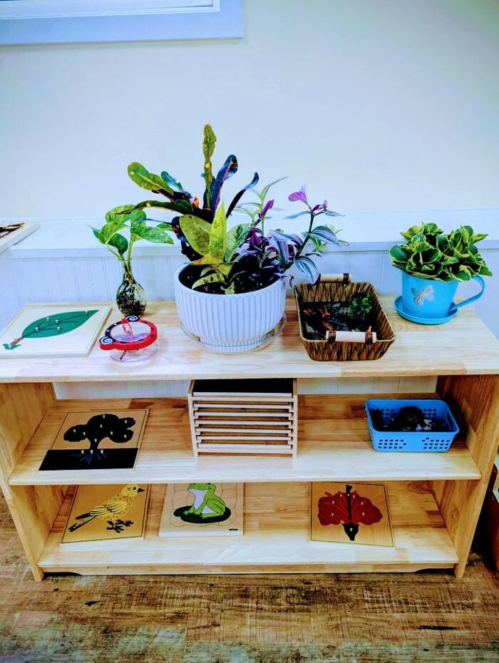 Images Orange Seeds Montessori London