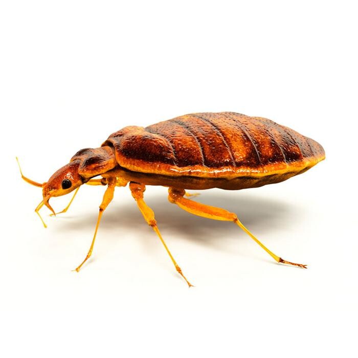 Images Edmonton Pest Control