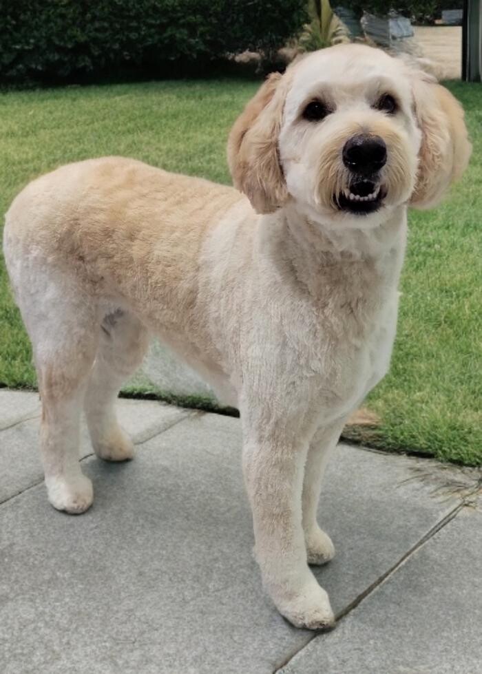 Images Positively Pawlished Grooming