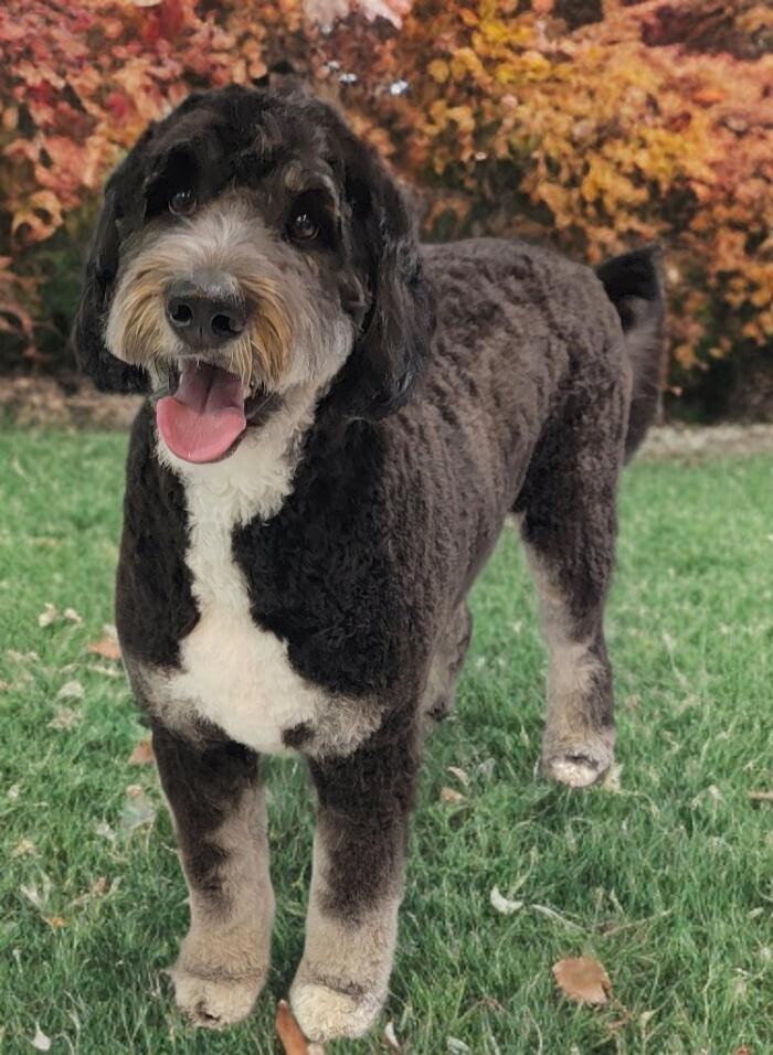 Images Positively Pawlished Grooming