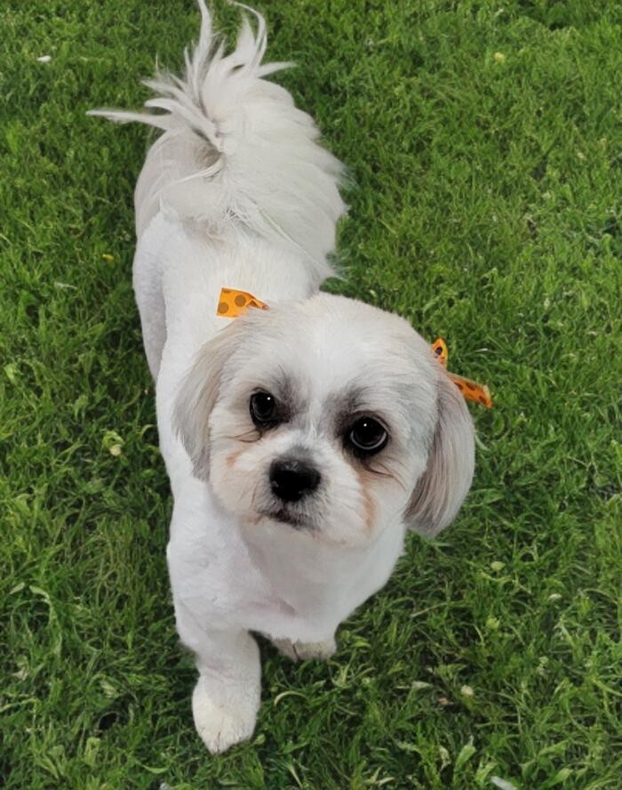 Images Positively Pawlished Grooming