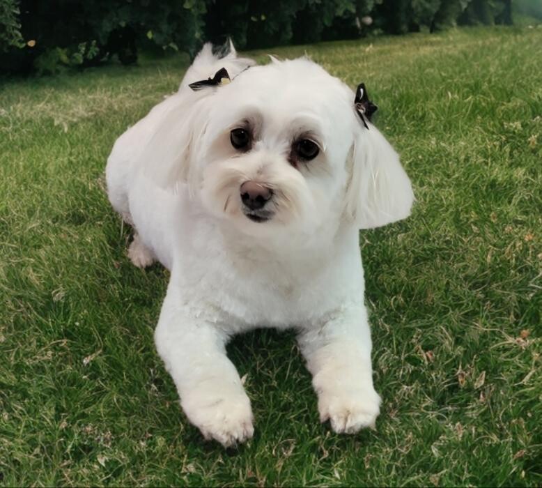 Images Positively Pawlished Grooming